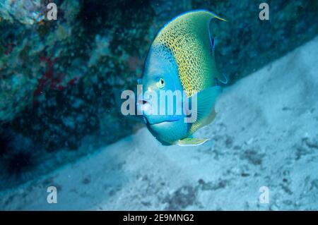 Vita sottomarina. Ritratto di un Angelfish a semicerchio (Pomacanthus semicircolatus) Foto Stock
