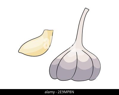 Illustrazione vettoriale aglio su sfondo bianco. Illustrazione Vettoriale