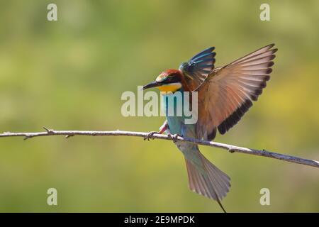Ape-eater europeo (Apiaster Merops) atterraggio su ramo / ramoscello con alette aperte Foto Stock