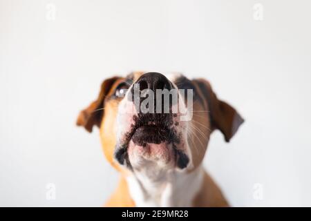 Vista ravvicinata del naso di un cane, sparato attraverso il vetro su sfondo bianco. Divertenti ritratti di animali domestici con spazio per la copia, messa a fuoco sul naso, profondità di campo poco profonda Foto Stock