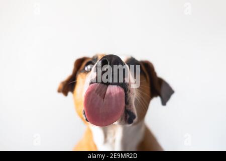 Cane con linguetta leccante, vista ravvicinata, sparato attraverso il vetro. Divertente ritratto dell'animale domestico, messa a fuoco sulla lingua Foto Stock