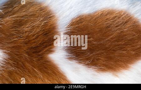 Marrone e bianco cane pelo texture animale primo piano sfondo Foto Stock