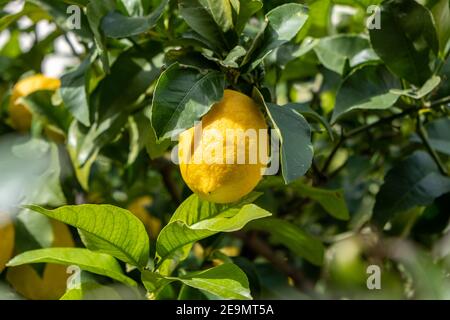 Limone appeso su un ramo di un albero di limone. Giallo frutta matura su verde fogliame sfondo closeup vista, soleggiato giorno in giardino Foto Stock