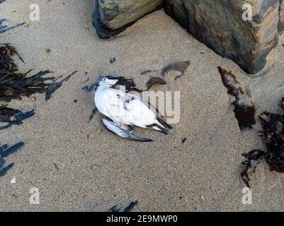 Uccello morto sdraiato su una spiaggia in Irlanda. Foto Stock