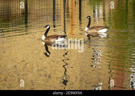 Un paio di oche canadesi che nuotano con i loro pettini sul fiume Lee a Hackney, Londra Foto Stock