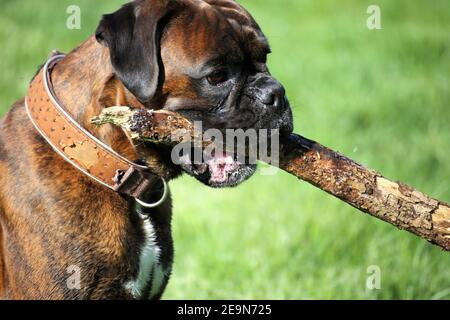 Tedesco Boxer cane Foto Stock