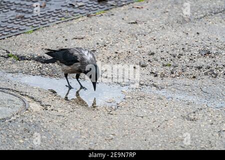 Un corvo grigio, le sue piume bagnate dalla pioggia, bevendo acqua piovana da una puddle Foto Stock