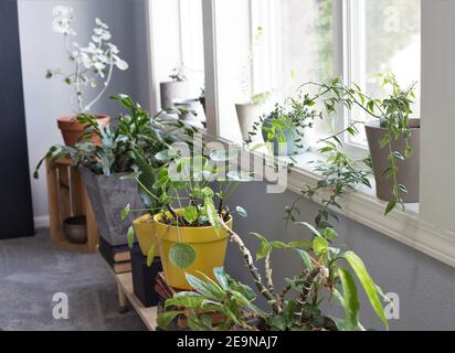 Piante di casa in pentole nella finestra di una casa. Foto Stock