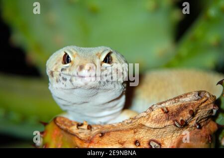 Leopard Gecko (Eublepharis macularius) Foto Stock