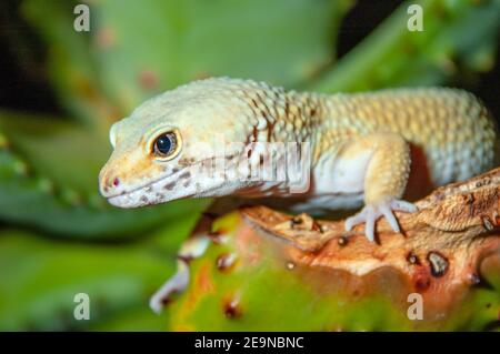 Leopard Gecko (Eublepharis macularius) Foto Stock