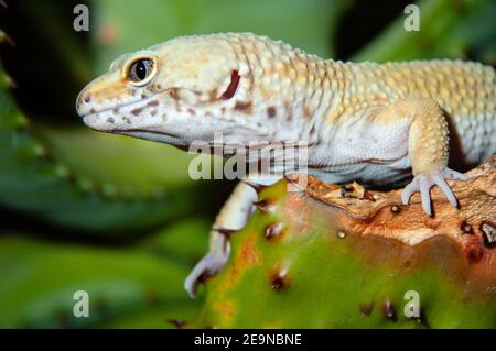 Leopard Gecko (Eublepharis macularius) Foto Stock