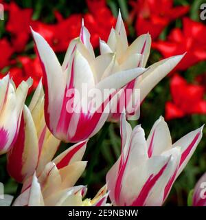 Tulipano rosa bianco giglio fiorito chiamato Marilyn con tulipani rossi sullo sfondo. Tulipa fiorito in giglio. È primavera Foto Stock