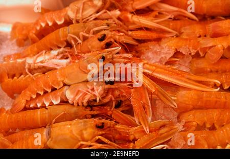 Primo piano catture fresche di langostine rosse grezze (Nephrops norvegicus, aragosta norvegese, gamberi della baia di Dublino o scampi) su ghiaccio al mercato al dettaglio, alta A. Foto Stock