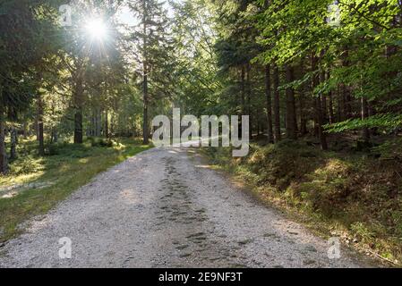 Sentiero sterrato attraverso la foresta in montagne giganti vicino Szklarska Poreba in Polonia Foto Stock
