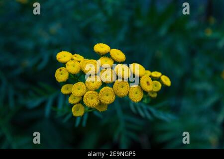 Fiori di Tansy gialli (Tanacetum vulgare) su sfondo verde, primo piano e vista dall'alto Foto Stock