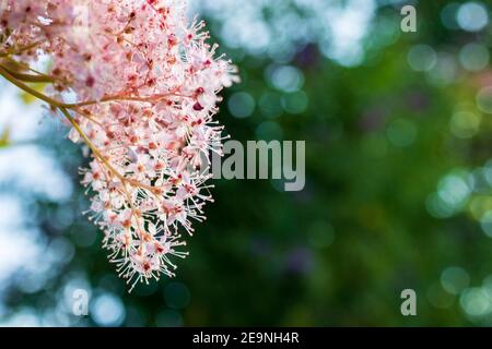 Bellissimi fiori rosa contro sfondo bokeh verde per la copia spazio, primo piano. Tamarisco francese (Tamarix gallica) in primavera Foto Stock