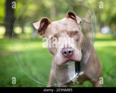 Un cane di razza mista Pit Bull Terrier che indossa un protettivo Colletto elisabettiano dopo l'intervento chirurgico e guardando la fotocamera con un'inclinazione della testa Foto Stock