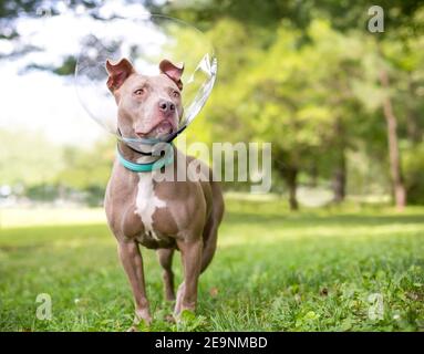 Un cane di razza mista Pit Bull Terrier che indossa un protettivo Colletto elisabettiano dopo l'intervento chirurgico Foto Stock