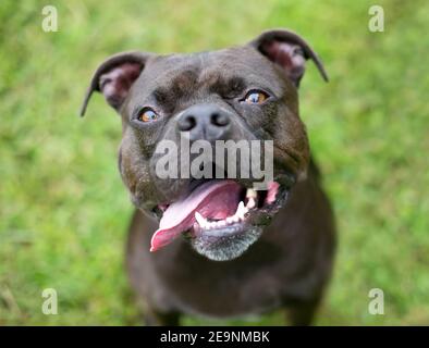 Un cane di razza mista nero e bianco Staffordshire Bull Terrier ansante con la lingua fuori Foto Stock