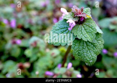 Lamium purpureum Deadortica rossa – grappolo di fiori rosa crepacci tra le foglie superiori, febbraio, Inghilterra, Regno Unito Foto Stock