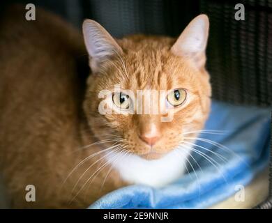 Un gatto arancione tabby shorthair sdraiato su una coperta blu Foto Stock