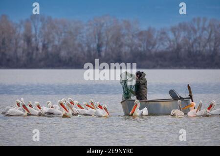 Pellicano dalmata (Pelecanus crispus) nel lago di Kerkini nella Grecia settentrionale Foto Stock