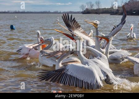 Pellicano dalmata (Pelecanus crispus) nel lago di Kerkini nella Grecia settentrionale Foto Stock