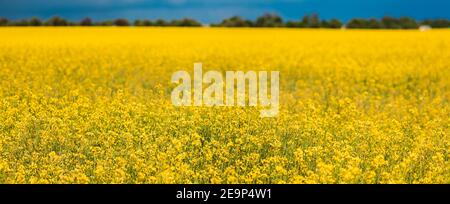 Fioritura dei fiori gialli di Canola colza. Ravizzone, campo di semi oleosi prato. Panorama. Foto Stock