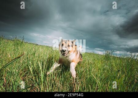 Arrabbiato aggressivo Mad Dog correre all'aperto in Green Meadow on Fotocamera Foto Stock