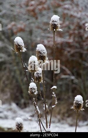 Teasel selvaggio coperto di neve in inverno, chiamato anche Dipsacus fullonum o wilde karde Foto Stock
