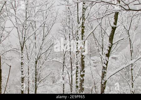 Primo piano su rami di alberi innevati coperti di neve Una foresta in ti Foto Stock