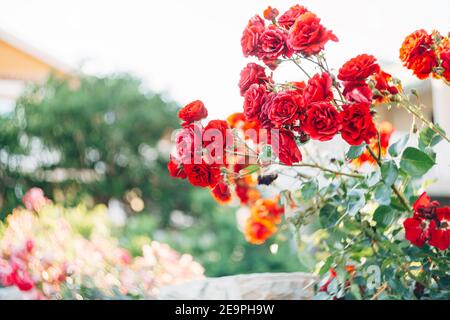 Cespuglio di rose rosse con posto per il testo - sfondo primavera. Foto Stock