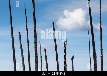 Un'aquila calva appollaiata su un albero morto tra altri tronchi di alberi bruciati. Parco nazionale di Yellowstone, Wyoming Foto Stock