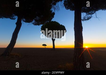 Pinos retroilluminato a sunrise nel parco naturale di villafafila. Xamora. Terra di campi. cerealista Estepa Foto Stock