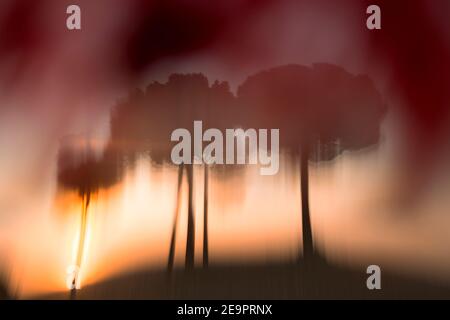 Pinos retroilluminato a sunrise nel parco naturale di villafafila. Xamora. Terra di campi. cerealista Estepa Foto Stock