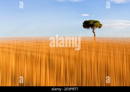 Pinos retroilluminato a sunrise nel parco naturale di villafafila. Xamora. Terra di campi. cerealista Estepa Foto Stock