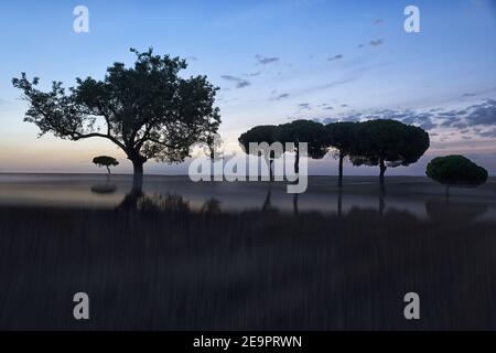 Pinos retroilluminato a sunrise nel parco naturale di villafafila. Xamora. Terra di campi. cerealista Estepa Foto Stock