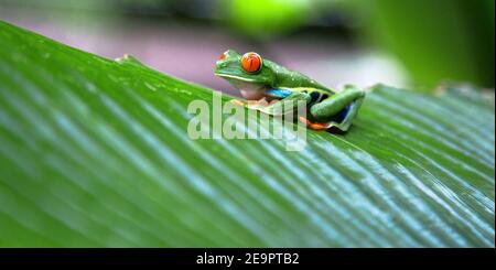 Rana in Costa Rica (estate) Foto Stock