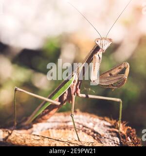 Pregare Mantis Insect in posizione verticale fissando direttamente alla telecamera Foto Stock