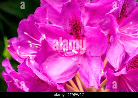 Issaquah, Washington, Stati Uniti. Primo piano di un rododendro rosa del Pacifico in fiore. Foto Stock