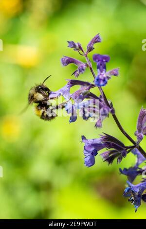 Issaquah, Washington, Stati Uniti. L'ape di miele che impollinano un Walker's Lowcatnip (Nepeta Walker's Low) Foto Stock