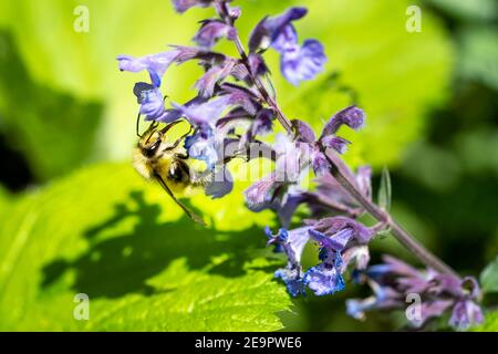 Issaquah, Washington, Stati Uniti. L'ape di miele che impollinano un Walker's Lowcatnip (Nepeta Walker's Low) Foto Stock