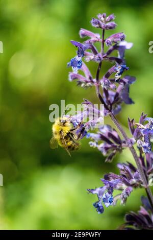 Issaquah, Washington, Stati Uniti. L'ape di miele che impollinano un Walker's Lowcatnip (Nepeta Walker's Low) Foto Stock