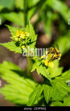 Issaquah, Washington, Stati Uniti. Fiore selvatico di Avens di grandi foglie impollinante di ape. Foto Stock