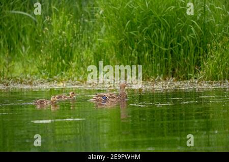 Issaquah, Washington, Stati Uniti. Anatre minori e adulte al Lake Sammamish state Park. Foto Stock