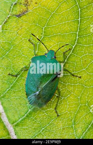 Bug di inchiostro verde (Chinavia hilaris) che poggia su Milkweed comune (Asclepias syriaca), e USA, di Skip Moody/Dembinsky Photo Assoc Foto Stock