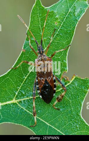 Western Conifer Seed Bug (Leptoglossus occidentalis) poggiato su foglia di quercia (Quercus), e USA, di Skip Moody/Dembinsky Photo Assoc Foto Stock
