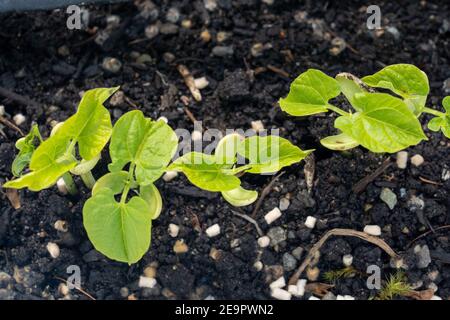 Issaquah, Washington, Stati Uniti. Piantine di fagioli di Monte Cristo con cotiledoni, le prime foglie prodotte dalle piante. I cotiledoni non sono considerati tr Foto Stock