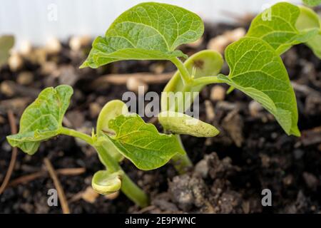 Issaquah, Washington, Stati Uniti. Piantine di fagioli di Monte Cristo con cotiledoni, le prime foglie prodotte dalle piante. I cotiledoni non sono considerati tr Foto Stock