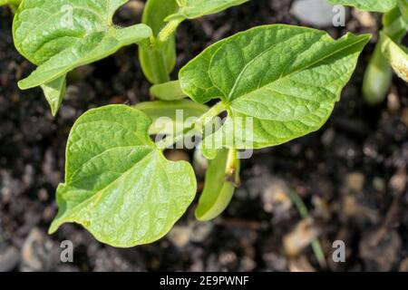 Issaquah, Washington, Stati Uniti. Piantine di fagioli di Monte Cristo con cotiledoni, le prime foglie prodotte dalle piante. I cotiledoni non sono considerati tr Foto Stock